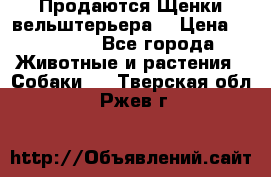 Продаются Щенки вельштерьера  › Цена ­ 27 000 - Все города Животные и растения » Собаки   . Тверская обл.,Ржев г.